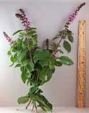 Fresh Picked African Blue Basil For Sale