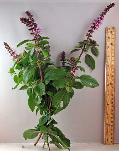 Fresh African Blue Basil For Sale Picked, Packed & Shipped the Same Day!