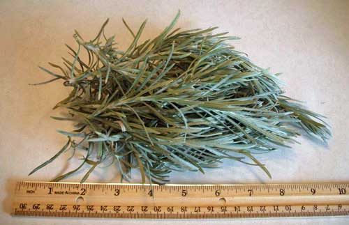 Fresh Curry Herb For Sale Picked, Packed & Shipped the Same Day!