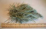 Fresh Picked Curry Plant For Sale