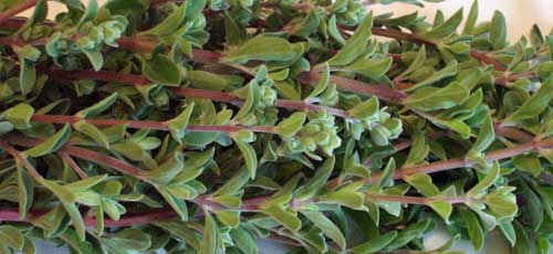 Fresh Sweet Marjoram For Sale Picked, Packed & Shipped the Same Day!