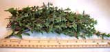 Fresh Picked SweetMarjoram For Sale