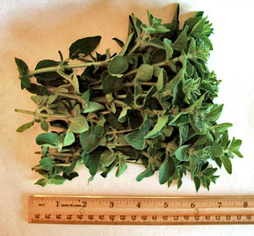 Fresh Oregano For Sale Picked, Packed & Shipped the Same Day!