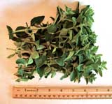 Fresh Picked Oregano For Sale