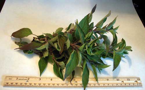 Fresh Pineapple Sage For Sale Picked, Packed & Shipped the Same Day!