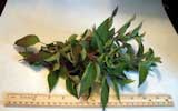 Fresh Picked Pineapple Sage For Sale