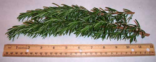 Fresh Rosemary Culinary or Barbecue For Sale Picked, Packed & Shipped the Same Day!
