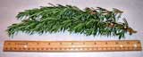 Fresh Picked Rosemary For Sale