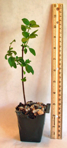 African Blue Basil Live Bareroot Plant Packed & Shipped Out the Same Day as Your Order