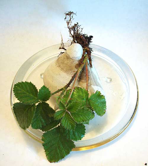Blackberry Vine Live Bareroot Plant Packed & Shipped Out the Same Day as Your Order