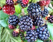 Blackberry Vines