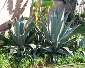 Succulents - Blue Century Agave, Nopales, Jade, Pencil Cactus