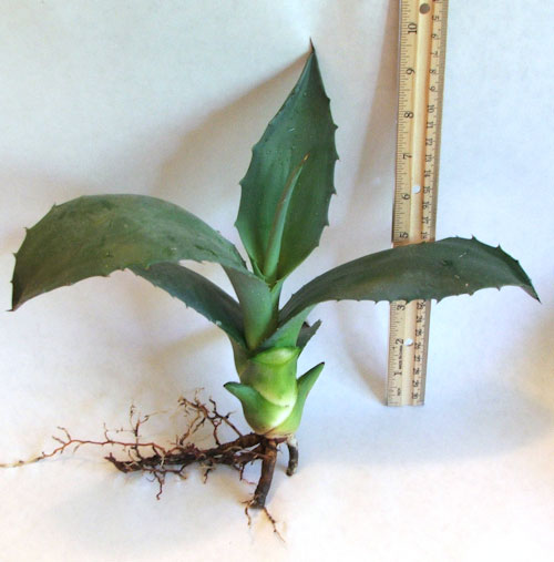 Medium Blue Century Cactus For Sale Live Bareroot Plant Packed & Shipped Out the Same Day as Your Order