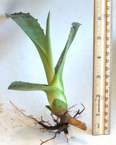Small Blue Century Cactus For Sale Live Bareroot Plant Packed & Shipped Out the Same Day as Your Order