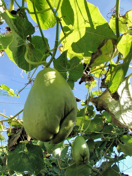 Chayotes Growing On the Vine.