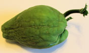All Natural Chayote Plant also known as Merleton, Pear Squash, Vegetable Pear, Chouchoute or ChokoFor Sale