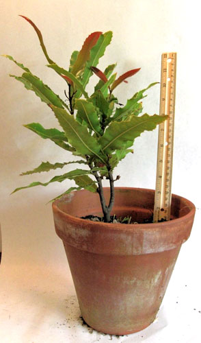 Split Trunk Macadamia Nut Tree Live Bareroot Plant Packed & Shipped Out the Same Day as Your Order