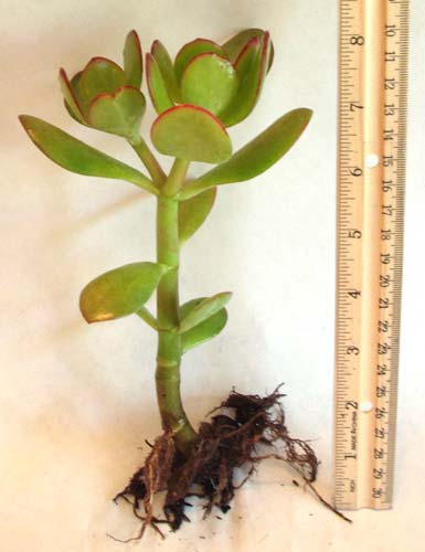 Jade Plant Commonly Known as Lucky Plant or Money Plant Live Bareroot Plant Packed & Shipped Out the Same Day as Your Order