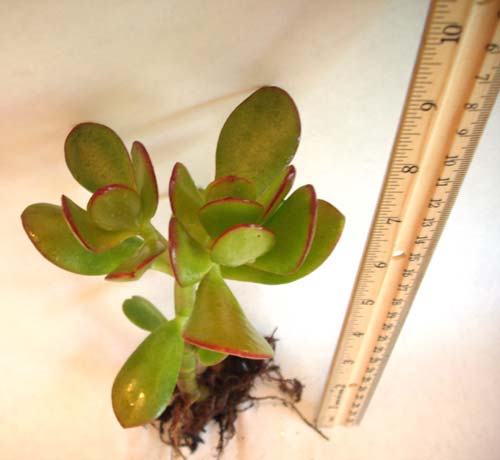 Jade Plant Commonly Known as Lucky Plant or Money Plant Live Bareroot Plant Packed & Shipped Out the Same Day as Your Order