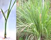 Lemongrass Rootstalks