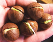 Sprouting Macadamia Seeds