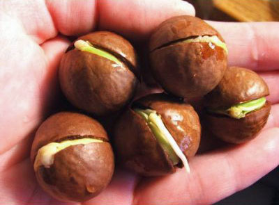 Macadamia Nut Seed Germinated & Sprouting For Sale Packed & Shipped Out the Same Day as Your Order