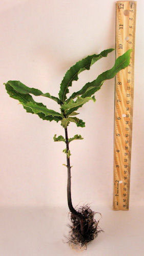 Macadamia Nut Tree Live 6 to 10 Inch Bareroot Tree Live Bareroot Plant Packed & Shipped Out the Same Day as Your Order