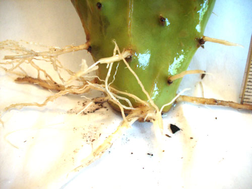 Close-up of Roots