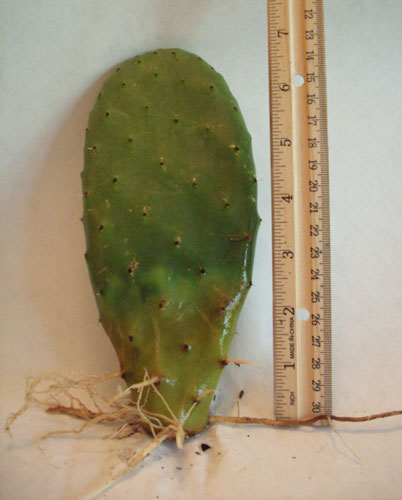 Nopal Verde, Prickly Pear Also Know as Opuntia For Sale Live Bareroot Plant Packed & Shipped Out the Same Day as Your Order