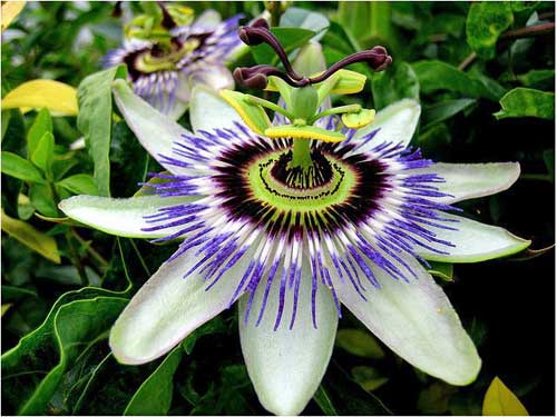 Passion Fruit Root Stock Live Bareroot Plant Packed & Shipped Out the Same Day as Your Order