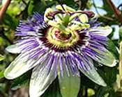 Passion Fruit Rootstocks
