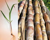 Sugarcane Ratoons