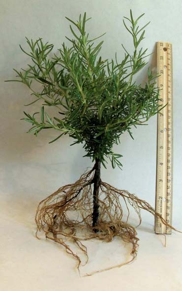 All Natural Culinary Rosemary Plant For Sale Live Bareroot Plant Packed & Shipped Out the Same Day as Your Order