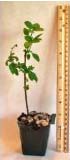 African Blue Basil