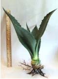 Blue Century Cactus Available in Small, Medium and Large