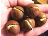 Sprouting Macadamia Nut Seeds