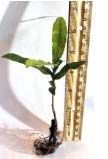 Small Macadamia Nut Tree