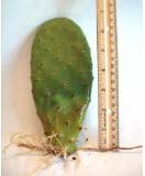 Nopal Verde, Prickly Pear Also Know as Opuntia for Sale