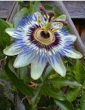Passion Fruit Vine