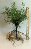All Natural Culinary Rosemary Plant For Sale