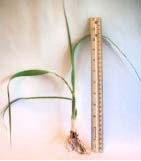 Sugarcane Root Stock For Sale