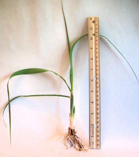 Sugarcane Root Stock Live Bareroot Plant Packed & Shipped Out the Same Day as Your Order
