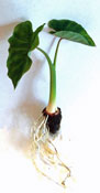 Taro, Kalo, or Dasheen