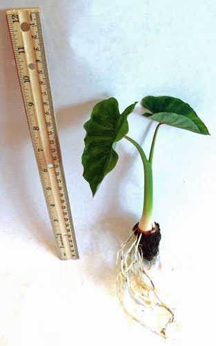 Taro, Dasheen or Kalo For Sale Live Bareroot Plant Packed & Shipped Out the Same Day as Your Order