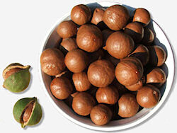 Fresh Raw Macadamia Nuts in the Shell